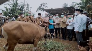Bupati Merangin Serahkan Bibit Sapi ke Kelompok Tani