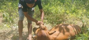 Harimau Mangsa Sapi, Petani Takut Beraktivitas di Kebun