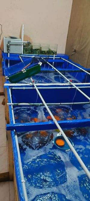 Ribuan Benih Lobster di Batanghari Berhasil Diamankan Polda Jambi