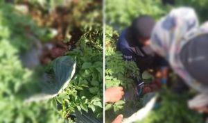 Warga Kayu Aro Temukan Bayi di Kebun Kentang