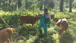 Cegah PMK, Disbunak Batanghari Gelar Servis Hewan Ternak