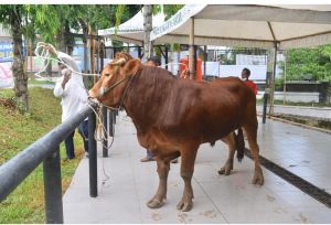 Harga Hewan Kurban Jelang Idul Adha Naik Rp1 Juta