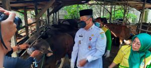 30 Hewan Terjangkit PMK Ringan, Ridwan: Tim Sudah Lakukan Langkah Antisipasi 