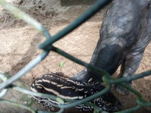 Tapir di Kebun Binatang Taman Rimba Melahirkan
