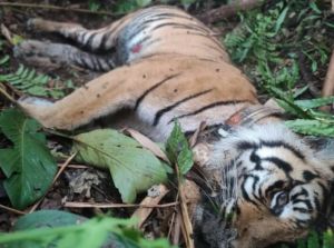 Penyebab Kematian Seekor Harimau Sumatera di TNKS