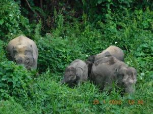 Mulai Punah, Forum Pengelola KEE Komitmen Terhadap Konservasi Gajah di Tebo 