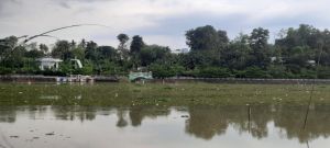 Danau Sipin Dipenuhi Enceng Gondok dan Kiambang, Wisata Air Terganggu 