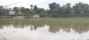 Enceng Gondok Menumpuk di Danau Sipin, Pelaku Usaha Perahu Mesin Hanya 2 Kali Beroperasi Per Bulan