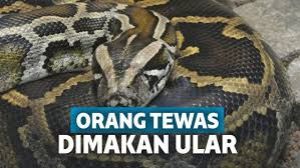 Petani Paruh Baya Tewas Dimangsa Ular Piton 