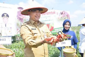 Upaya Pemerintah Kendalikan Inflasi, 4 Ton Cabai Dipanen Serentak di Kota Jambi