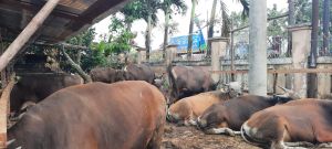 Harga Hewan Kurban Naik Hingga Rp1 Juta