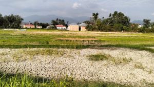 Ratusan Hektar Sawah di Sungai Penuh Terancam Gagal Panen