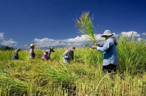 Petani Padi Kota Jambi Cetak Rekor Produktivitas 5,8 Ton Per Ha