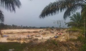 PETI Merajalela, Petani Mitra PT Makin Sungai Bengkal Barat Tebo Resah