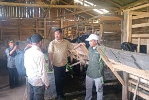 Pemkab Kerinci Tetapkan Batang Sangir desa Sentra Peternakan Kambing Etawa