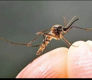 Tercatat 397 Kasus DBD di Kota Jambi, 7 Orang Meninggal Dunia 