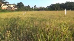 Musim Panen Tiba, Kota Jambi Targetkan 6 Ton Gabah per Hektar