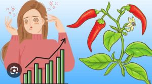 Selain Faktor Cuaca, Penyebab Tingginya Harga Cabai di Tebo, Stok di Daerah Penyuplai Menipis