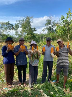 Tak menyerah pada cuaca, BUMDES kemantan panen jagung di tengah ujian alam