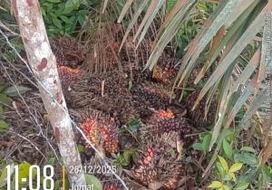 Ninja Sawit Teror Kemantan, Dua Hari Berturut Kebun Warga Dibobol