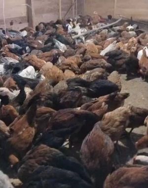 Ayam Kampung Rp40 Ribu/Kg, Inovasi Ketahanan Pangan Desa Muara Langeh