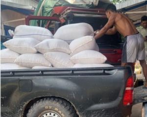Panen Perdana Jagung Merangin Mulai Diserap Bulog, Produktivitas Masih Terkendala Lahan Eks Sawit