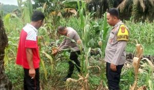 Polsek Merlung dan Pemdes Pinang Gading Perkuat Ketahanan Pangan Desa Lewat Program Jagung