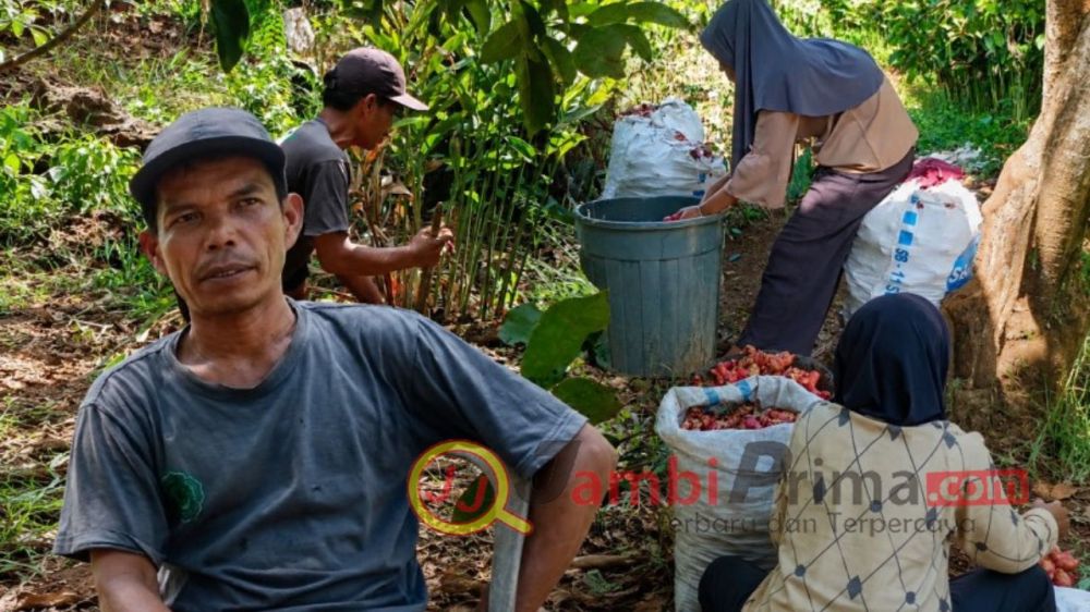 Dari Lahan Sempit ke Omzet Harian, Kisah Fahmi Mengubah Lengkuas Jadi Sumber Cuan
