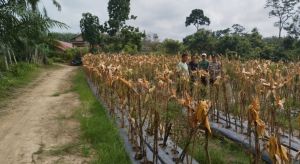 Panen Raya Jagung Hibrida di Dusun Suka Makmur Dukung Ketahanan Pangan Desa