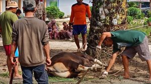 Semangat Berkurban Warga Karya Harapan Mukti Meningkat, 56 Hewan Kurban Terdata Jelang Idul Adha