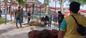 Pemkot Jambi Kurbankan 187 Sapi, 16 Ekor Dipotong di Kantor Wali Kota