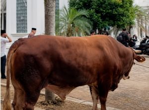 Pemkab Tebo Serahkan Bantuan Sapi Kurban Presiden RI ke Masjid Al Huda Rimbo Bujang