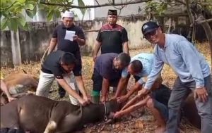 IKAB Muara Bungo Sembelih 7 Ekor Sapi Kurban, Perkuat Silaturahmi Perantau Agam-Bukittinggi