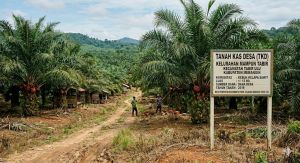 Kasus TKD Mampun Bergulir, Warga Soroti Keuntungan Pembeli Sawit