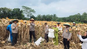 Program 1 Desa 1 Hektare Mulai Berbuah, Petani Sungai Bahar Panen 2,5 Ton Jagung