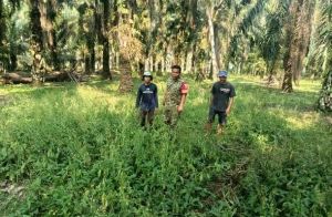 Babinsa Muara Bungo Intensifkan Patroli Cegah Karhutla di Desa Gapura Suci