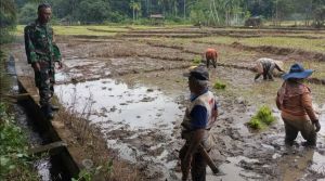 Dari Sawah Muara Buat, Upaya Memperkuat Ketahanan Pangan Terus Didorong