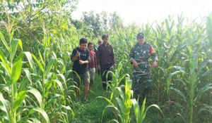 Dorong Ketahanan Pangan, Babinsa Libatkan Pemuda Garap Tanaman Jagung