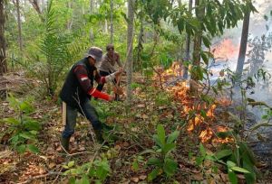 Dua Hektare Kebun Warga Giri Purno Tebo Terbakar, Penyebab Belum Diketahui