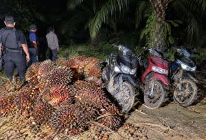 Empat Terduga Pencuri Brondolan Sawit Kabur, Tiga Motor Diamankan di PT TAL