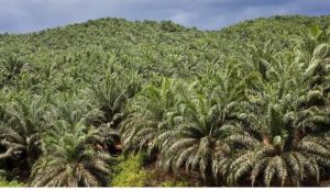 PT TPIL Tunda Pembayaran Hasil Petani Plasma, Helon Sebut Ada Utang Eksploitasi
